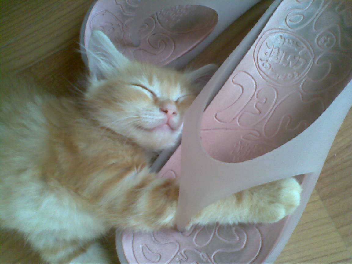 Ljegou Baruch Restera Pour Moi Le Symbole Des Chats Roux Majestueux Ou L Inverse Bonne Grande Sieste A Lui