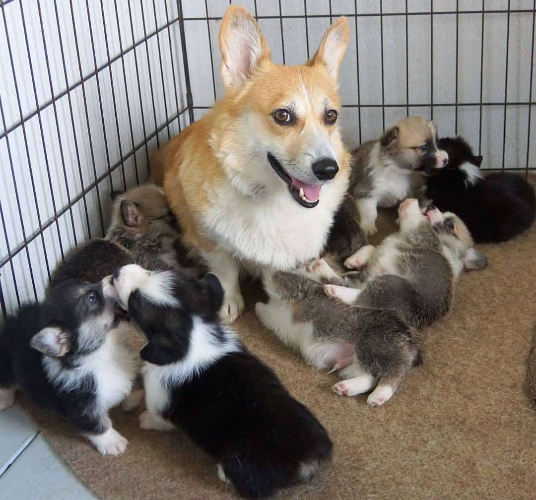 corgis for sale