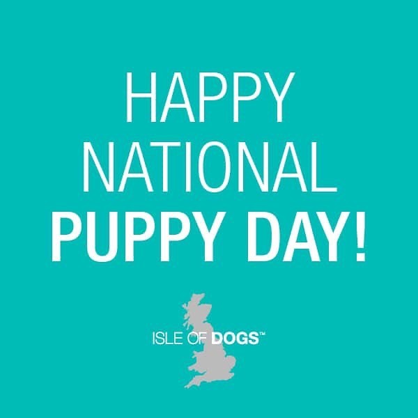 iodogs's tweet photo. This may be one of our favorite days of the year! Happy National Puppy Day! ๐ถ
๐พ
๐พ
๐พ
#iodogs #dog #dogs_of_instagram #petstagram #dogsofinstagram #ilovemydog #instagramdogs #dogstagram #dogoftheday #lovedogs https://t.co/FixAaseBCc https://t.co/GTBFr62b23