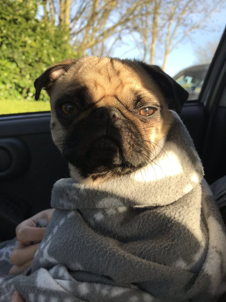 Emi The Pug tweet media