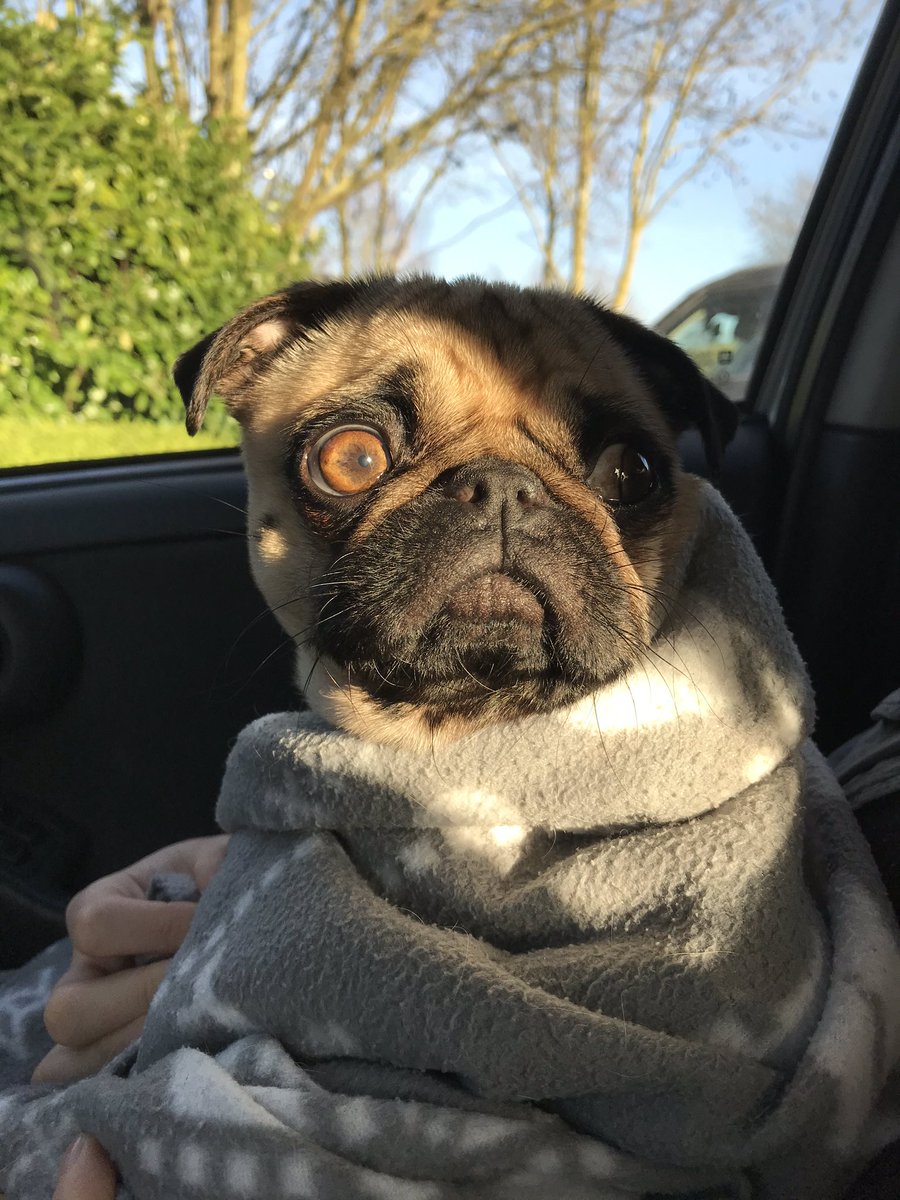 Emi The Pug tweet media