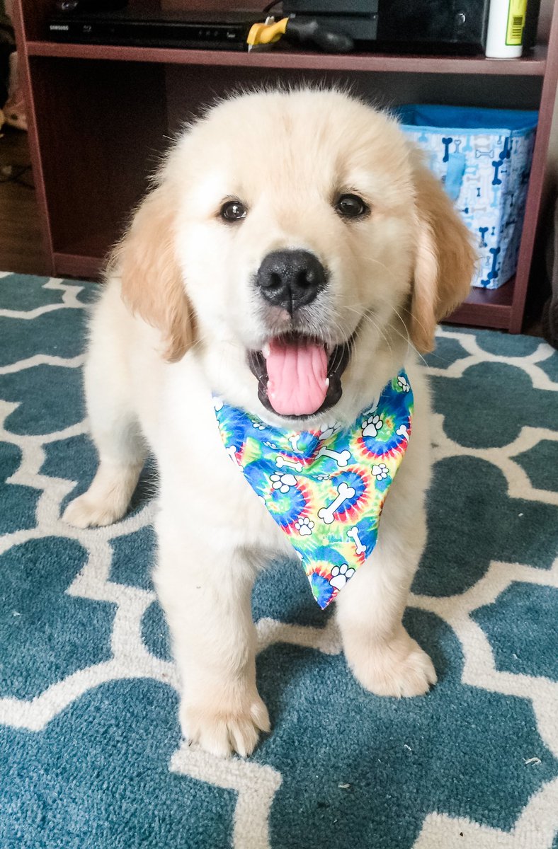 Happy #NationalPuppyDay 🐶🐶🐶