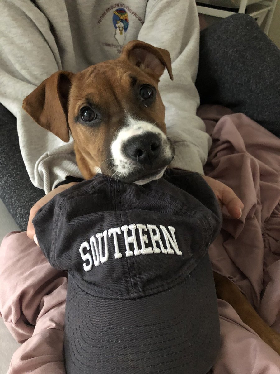 kieraerinn's tweet photo. @SCSU @jasonwedwards_ Even tho she wouldn’t wear the hat, Josie still wanted to show off her Southern pride 🦉💙 https://t.co/0KgZ1GaOrf