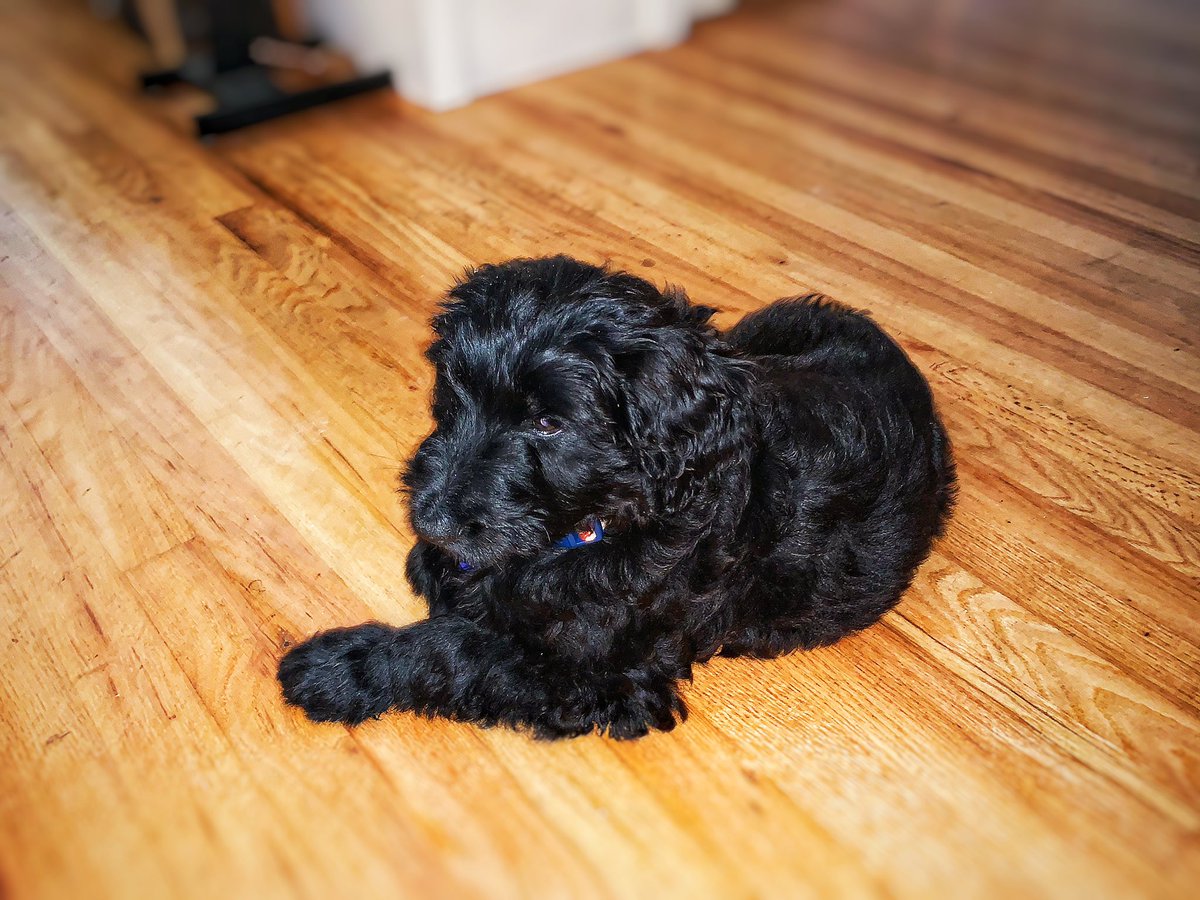 VIZIO's tweet photo. It’s National Puppy Day, and our VIZIO team isn’t complete without our friends Nash, Brooklynn, and Indy! #NationalPuppyDay 🐶 https://t.co/YAXKKiMsce