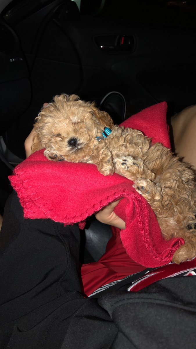 happy national puppy day🥺 #dash