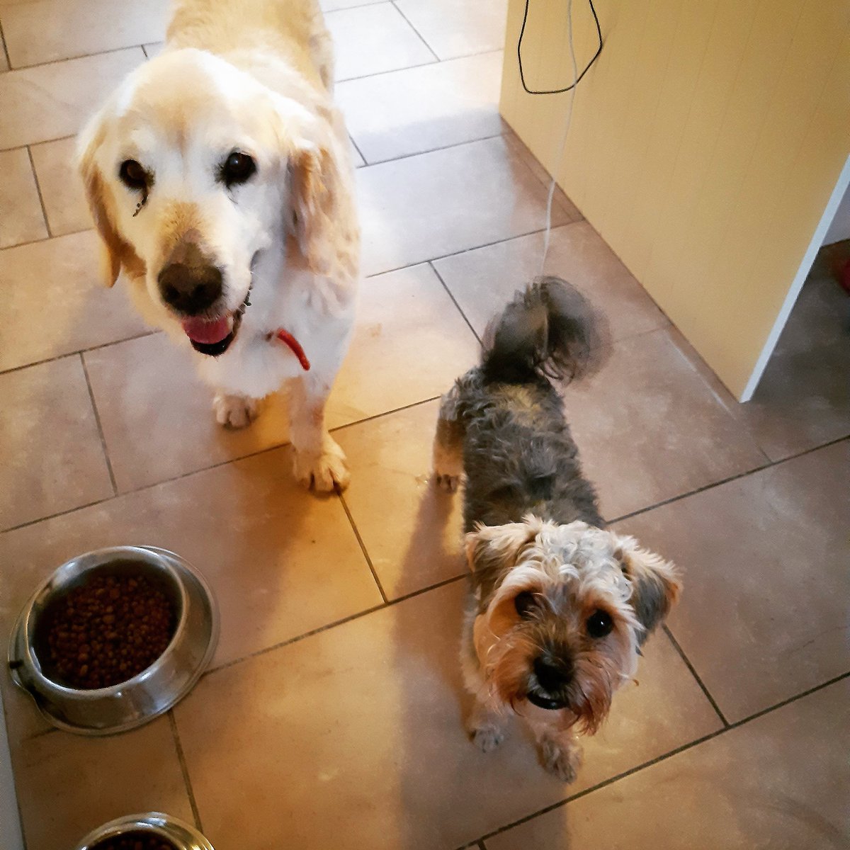 KID SAKURA Games Studios tweet media