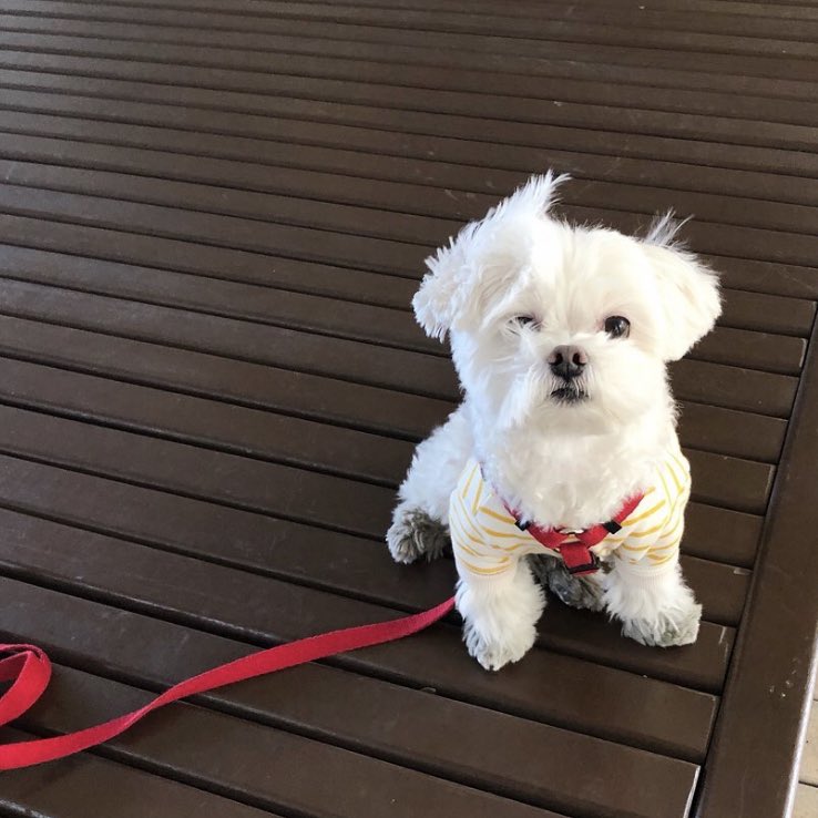 the puppy’s name is jaerong and they’re my emotional support insta puppy for now