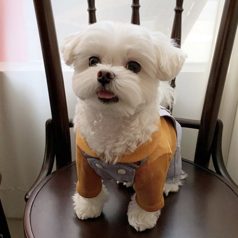 the puppy’s name is jaerong and they’re my emotional support insta puppy for now