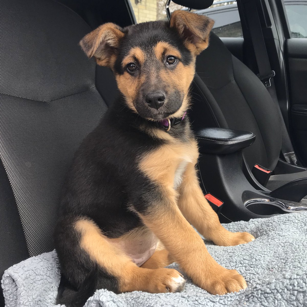 PennStateWHKY's tweet photo. Lets be real, we all needed this today 🐶

Say hello to some of the pups from the PSU hockey family on this #NationalPuppyDay! Meet Dolly, Louis, Stella &amp; Tucker! https://t.co/XJDHGCPzMd