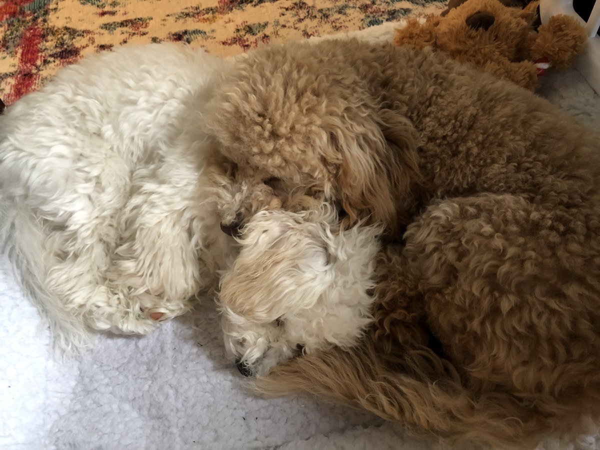 LLChocolate's tweet photo. Boys enjoying me being home!  Under my desk...all cozy! @Aaeolien @LadyandtheAlien https://t.co/m89RIR1XH2