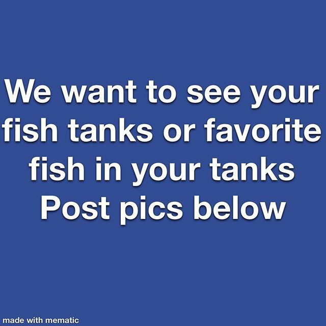 TropicalFishMia's tweet photo. We want to hear from you ! Send us some pictures of your tanks or your favorite fish 🥰 #COOL https://t.co/0URx5bVPWV https://t.co/JMIDdXsECX