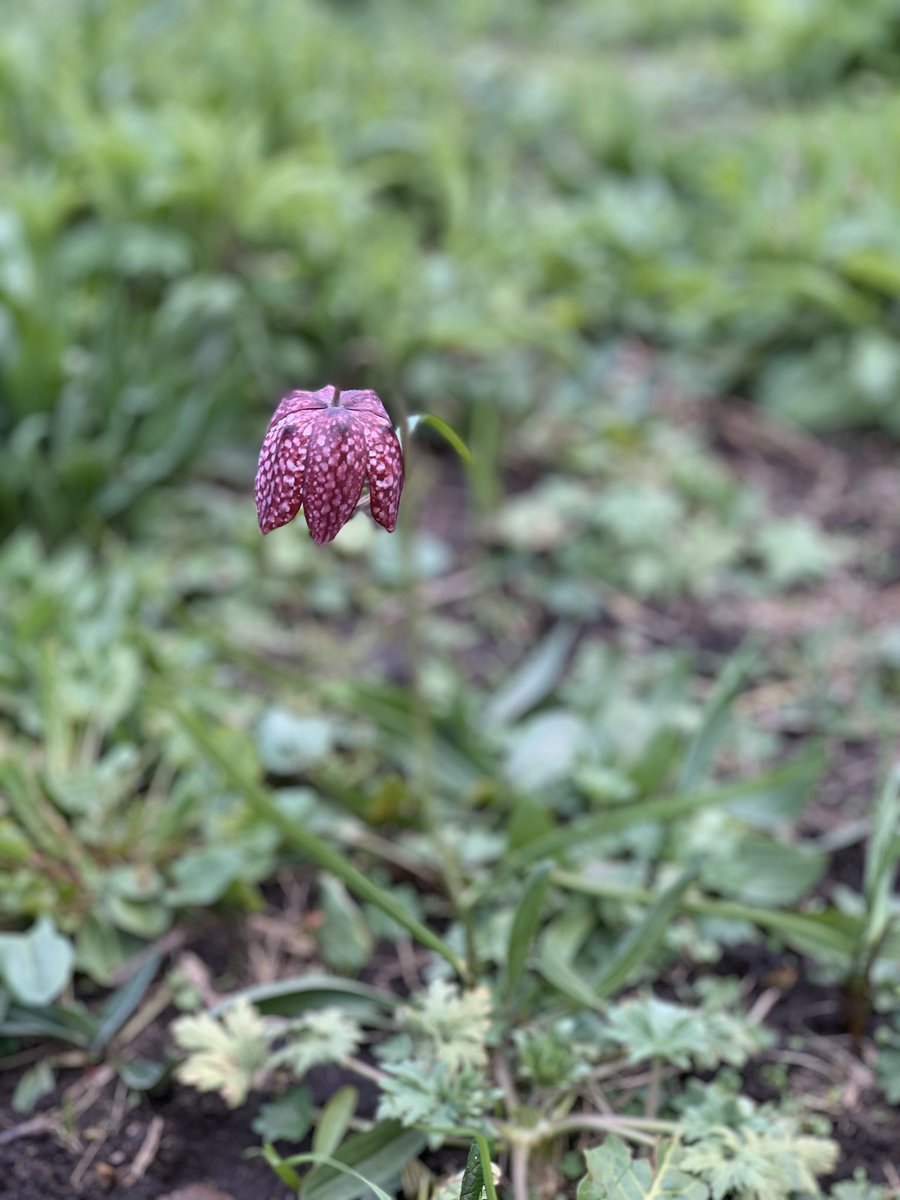 lucynorris1's tweet photo. The first of my favourite flowers are out in the fritillary bed in front of the Institute of Genetics and Molecular Medicine at Edinburgh’s Western General Hospital.  A shame that few people will be there to enjoy them this year #igmm #wgh #fritillaries #workingfromhome https://t.co/O3mcxMRTdD