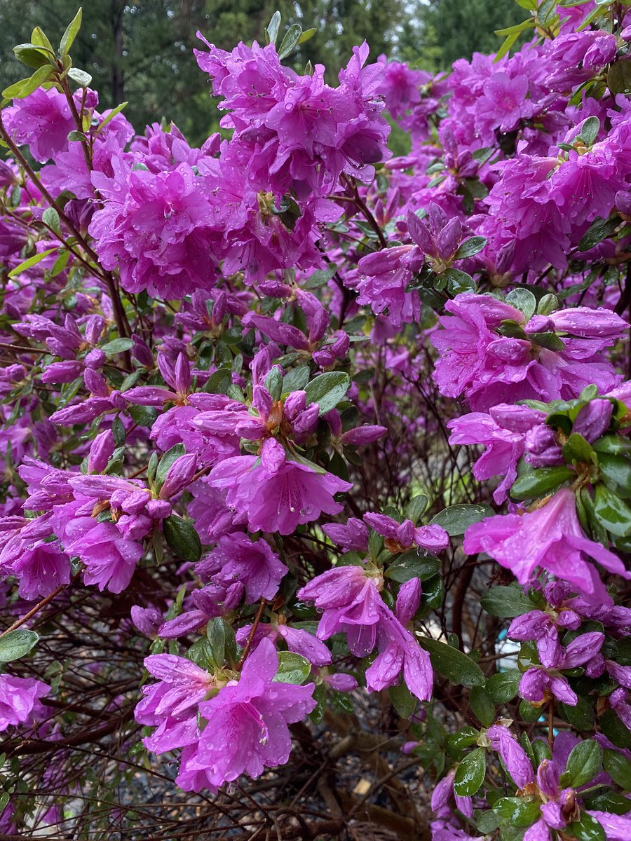 amymcmaster77's tweet photo. Virtual Spirit Week at PKES! We are letting the lizards go that we caught the other day. And, yay, the azaleas are in bloom! #PanthersEngaged https://t.co/UuO7QWRsCt