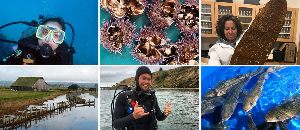 CASeaGrant's tweet photo. We are pleased to announce our 2020 #SeaGrantFunded research awards. California Sea Grant is funding $900,000 in research to support sustainable #aquaculture and resilient coastal communities. https://t.co/J1MB77ZrLd https://t.co/0tT2YhPFnA
