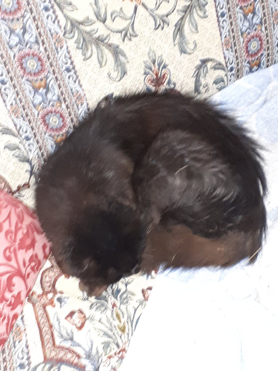 AlessioFacciolo's tweet photo. @bobehayes He is (was, really) Gatto... he died one year ago, this is one of the last pics i took of him. I hope it can help your mum, greetings from Italy! https://t.co/1uUf8v8Ik2
