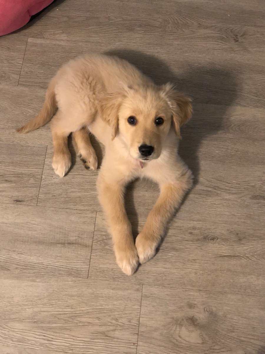 MissAshleyClare's tweet photo. @dog_rates The many faces Luna ♥️ The happiest sweetest loving puppy that ever lived. https://t.co/0BGV0k0pfM