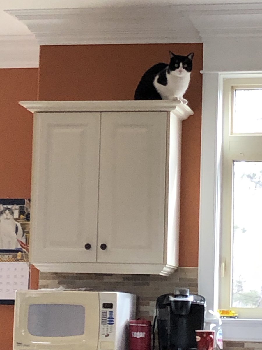 kevinjsanford's tweet photo. Always wondered where our cat hung out when we are at work!
#workfromhome2020 https://t.co/JZBNXIC4me