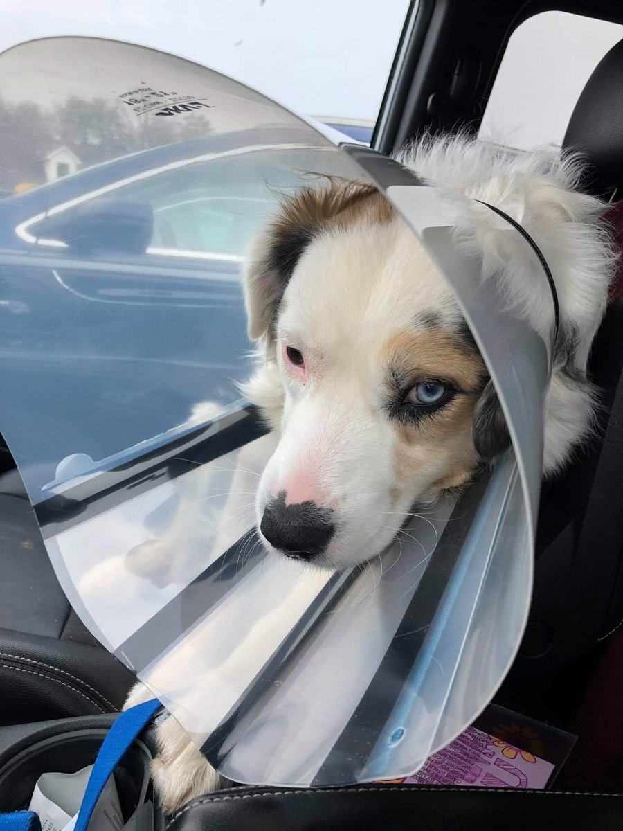 alyseee2's tweet photo. @dog_rates I have more doggos but am somehow a terrible doggo owner and don’t have pictures of them?? don’t know how that happened 🤔 https://t.co/RNx9YFpa7H