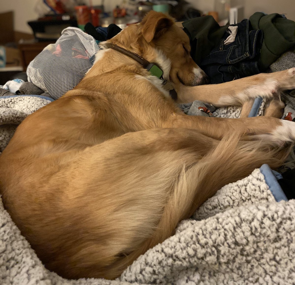 alyseee2's tweet photo. @dog_rates I have more doggos but am somehow a terrible doggo owner and don’t have pictures of them?? don’t know how that happened 🤔 https://t.co/RNx9YFpa7H
