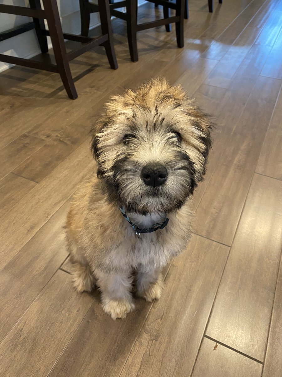 aubreycait's tweet photo. @dog_rates Millie the wheaten. Loves carrots, green beans, and shoes. 15/10 https://t.co/ey3fLXJyDA