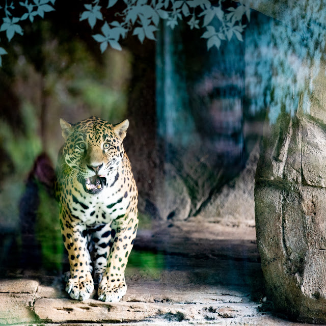 seeitallSEA's tweet photo. Start your week off with learning about the incredible animals that @woodlandparkzoo cares for! Head to https://t.co/VunYi4elh5 to learn about each unique personality of their featured wildlife. https://t.co/l7esMbV7Kv