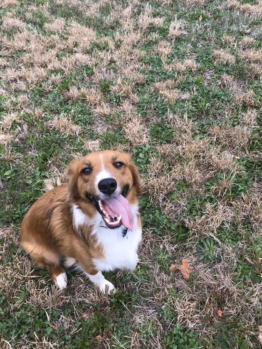 chandlermac's tweet photo. @dog_rates https://t.co/ii7xsTMJtm