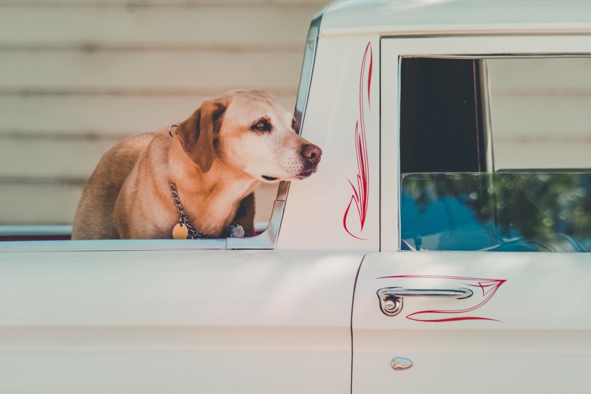 BOLTLock's tweet image. Happy National Puppy Day! Share a picture of your pup in your ride! 😎🐾 #BOLTLock #Nationalpuppyday #Shareapic #Dogs #Trucks #Jeep #OneKey