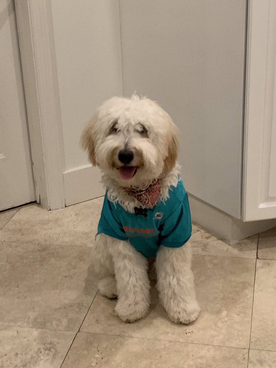 liamfrocha's tweet photo. @MiamiDolphins #FinsUp 🐬🐬 https://t.co/0xdFXC3sLo