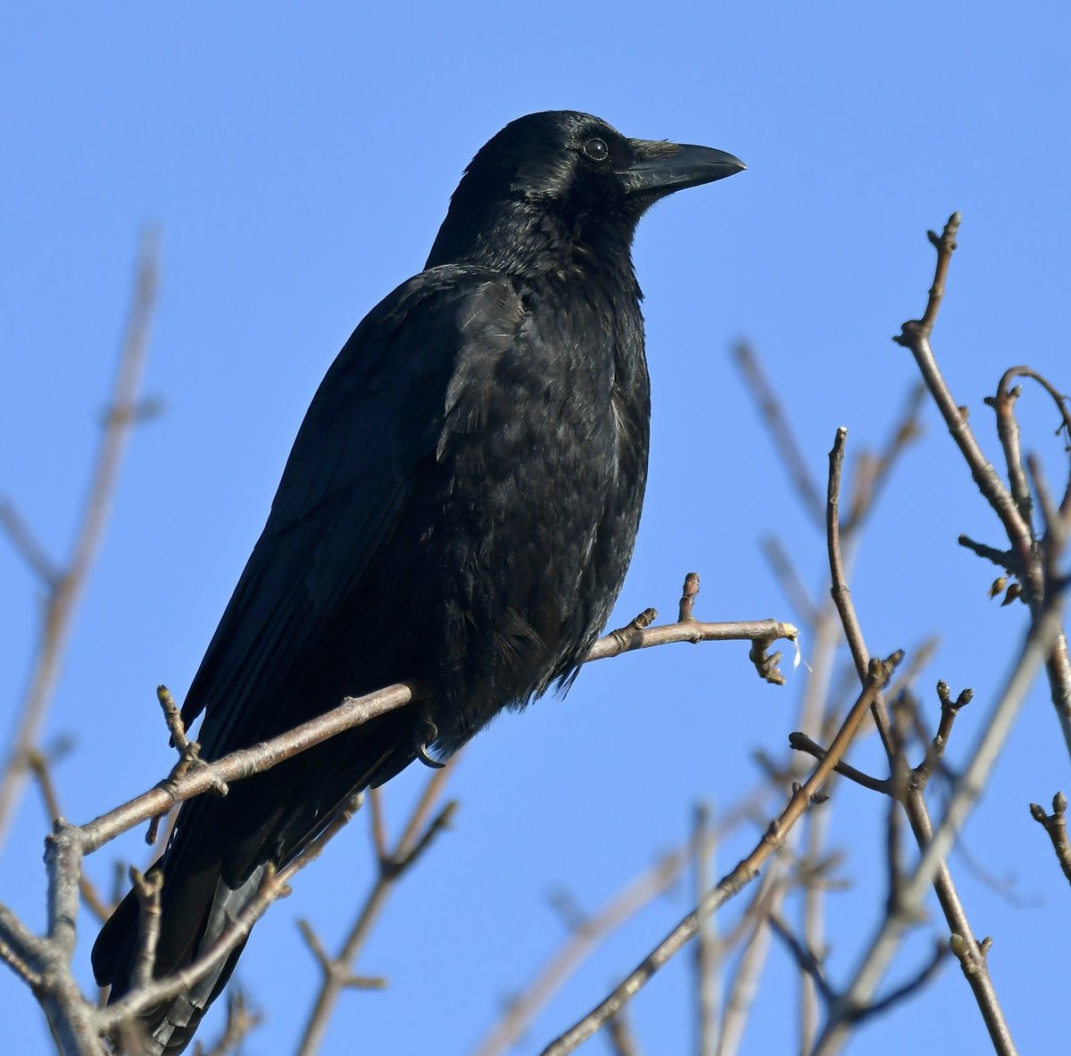 Carrion Crow All black bird, with very few distinguishing features.Actually, the fact it is so black is a distinguishing feature in itself, with only its relative, the Raven quite as black, although they're much larger & unlikely in most gardens.  #SelfIsolationBirdWatch 