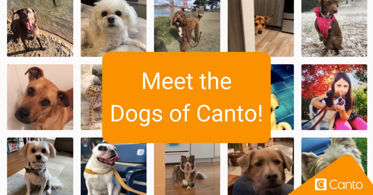 Canto's tweet photo. Perks of #WFH: no commute, home-cooked lunches and cuter, fluffier coworkers. This #NationalPuppyDay, meet the dogs of Canto! https://t.co/7brzO7juE7 https://t.co/JYwgNSMX8A