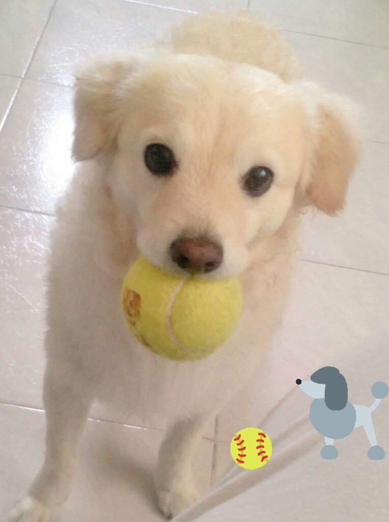 eli204357's tweet photo. @VengaLaAlegria le presento..mi hermoso peluchin!! Snoopy le encanta jugar....con su pelota y su osito de peluche....es todo un estuche de monerias?mi perrito😘😍🐕🌻🐕 https://t.co/G5Os3IfCw5
