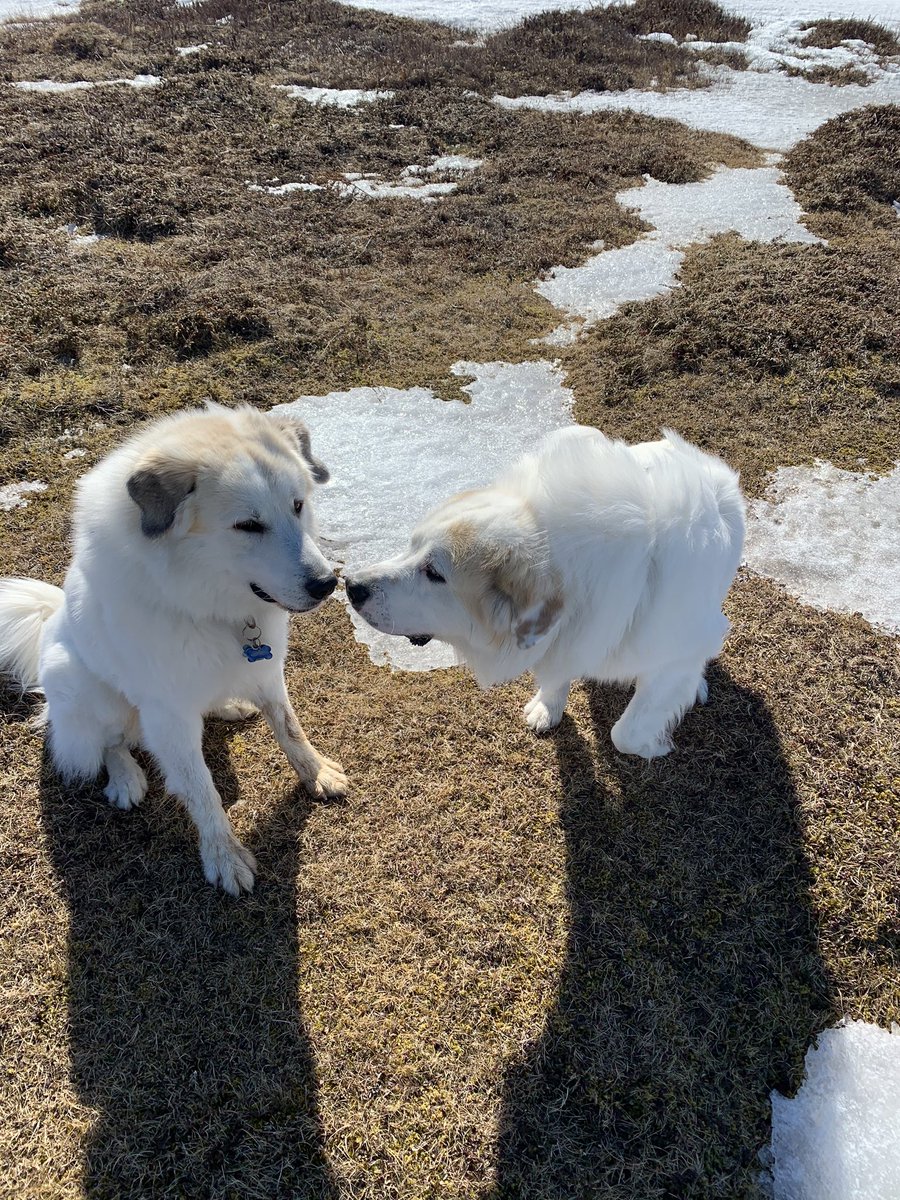 brine05's tweet photo. So happy to have these two goofs to keep me company ❤️❤️ https://t.co/jD8NnjXBqL