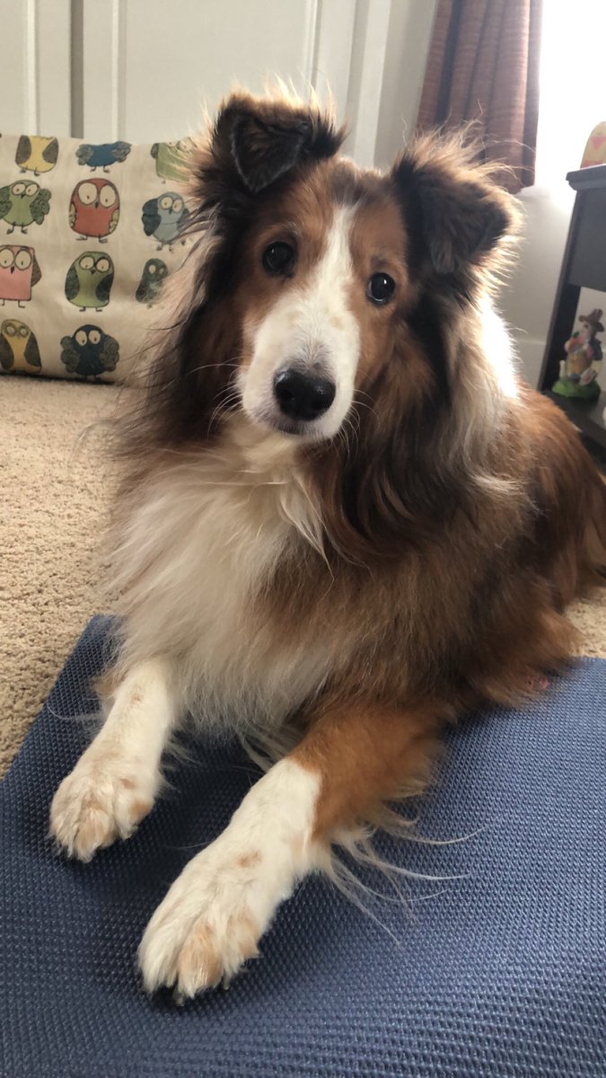 msinmanECE's tweet photo. My yoga partner 🧘🏻 #FitnessEDU https://t.co/F2KdX768Ip