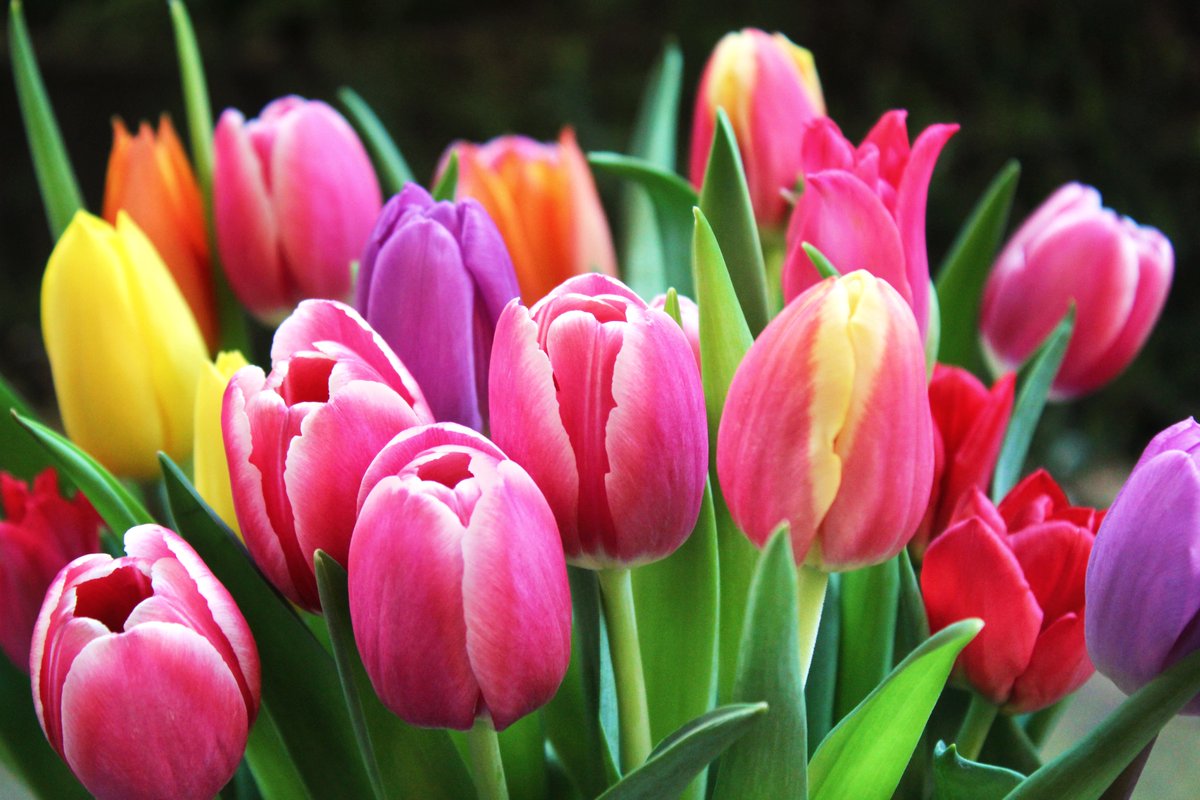 feusisgarten's tweet photo. SAMMELZIEL 500 ÜBERTROFFEN - PETITION LÄUFT NOCH ZWEI WOCHEN bis 5. April. Letzte Möglichkeit für alle, die noch nicht unterzeichnet haben! Herzlichen Dank an alle Unterzeichner für Ihre Unterstützung.
https://t.co/J7T2If2Is6 https://t.co/1tofPe6Mbq