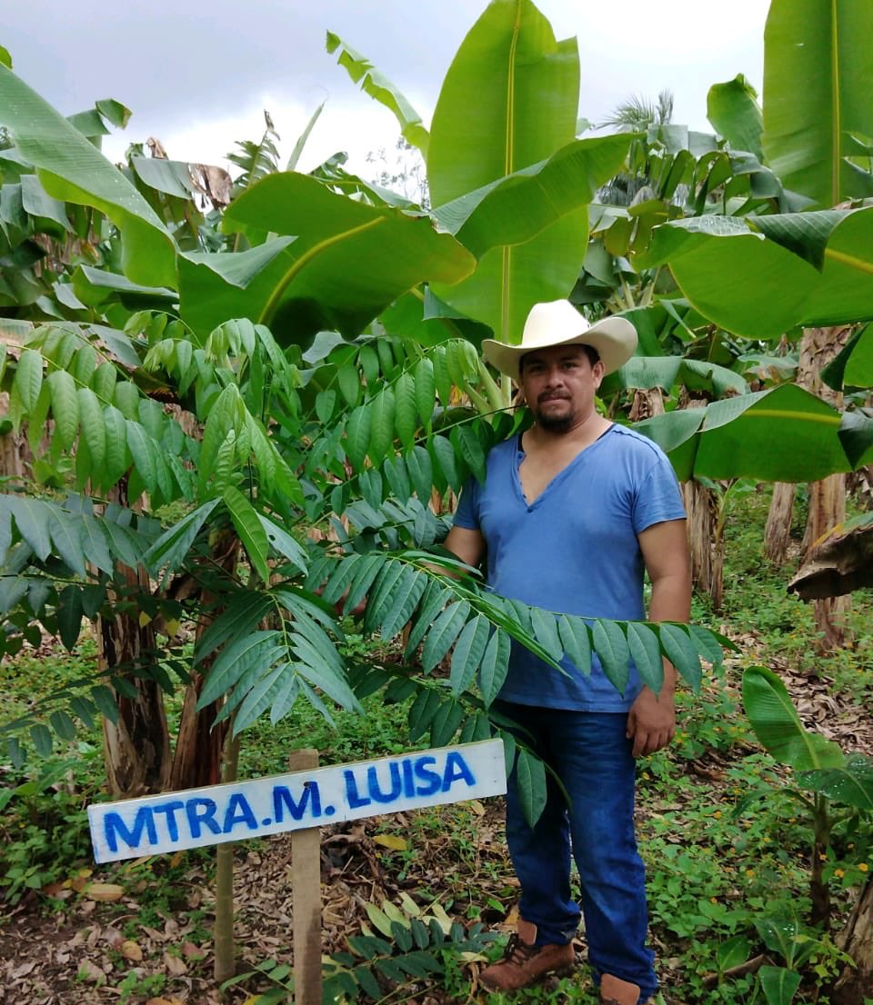 Mary_Luisa_AG's tweet image. Hace unos meses, en la ranchería González 2da, en Centro, #Tabasco, sembré un arbolito dentro del Sistema Agroforestal con plátano, cedro y cacao del compañero Tomás Aquino.

Gracias, Tomás, por compartirnos la foto de este cedro y cuidarlo.

¡Miren qué grande y hermoso está!