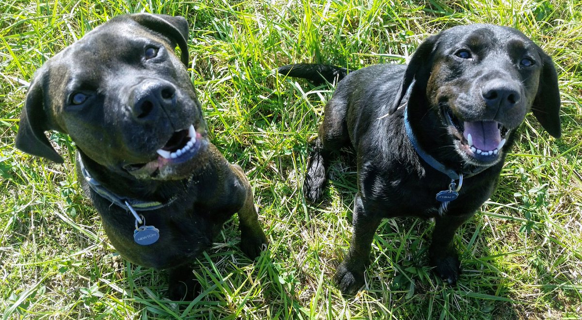 AUbluetiger's tweet photo. @dog_rates Here are my puppies!! https://t.co/oFC97Tql2P