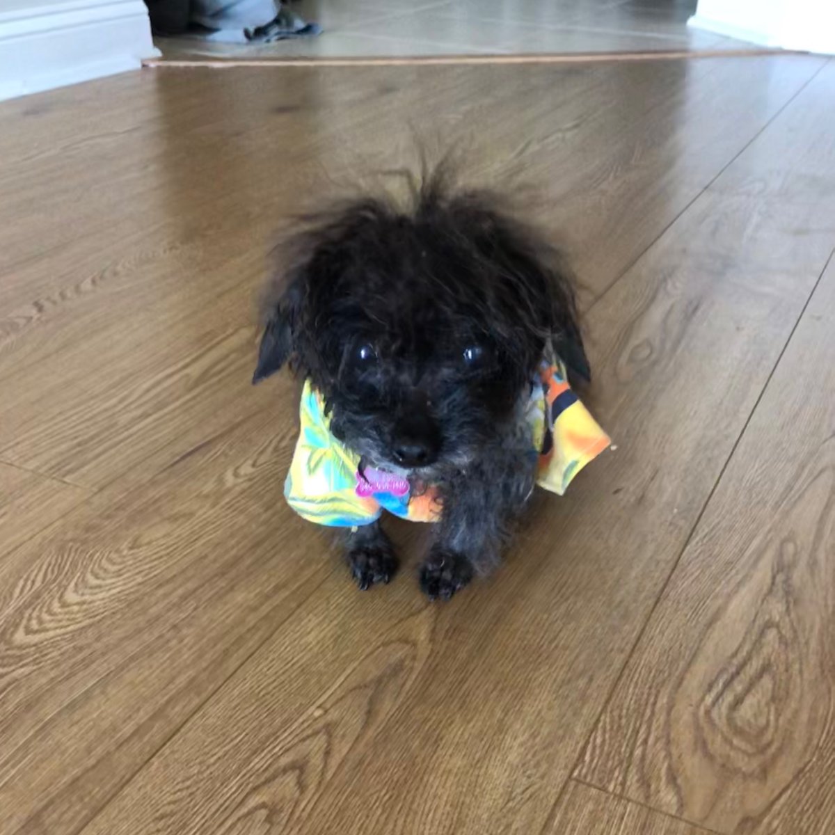 MaroonEMK's tweet photo. Happy National Puppy Day to Covey and Annie!!  #NationalPuppyDay https://t.co/PCzNWDmeiB