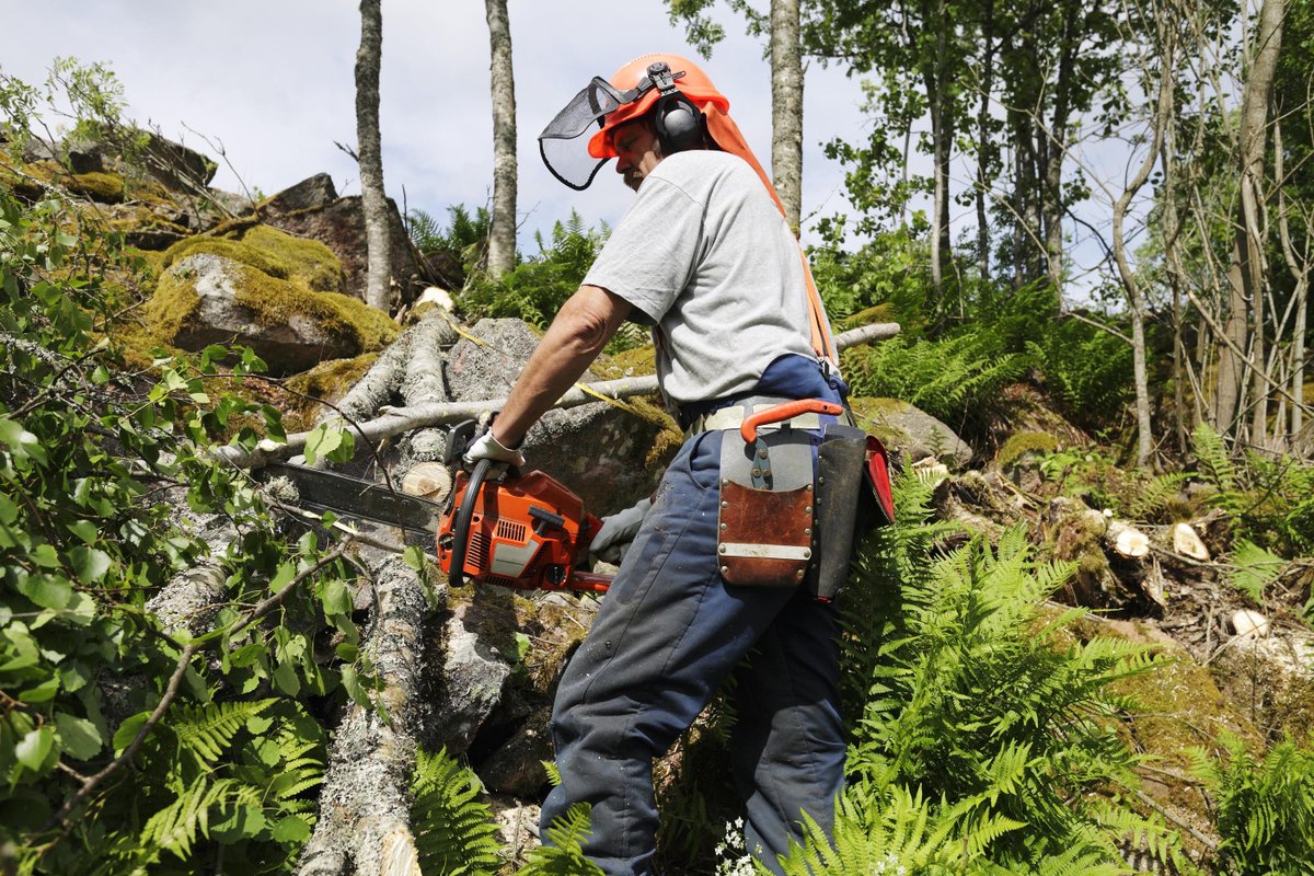 Lone worker chopping down a tree