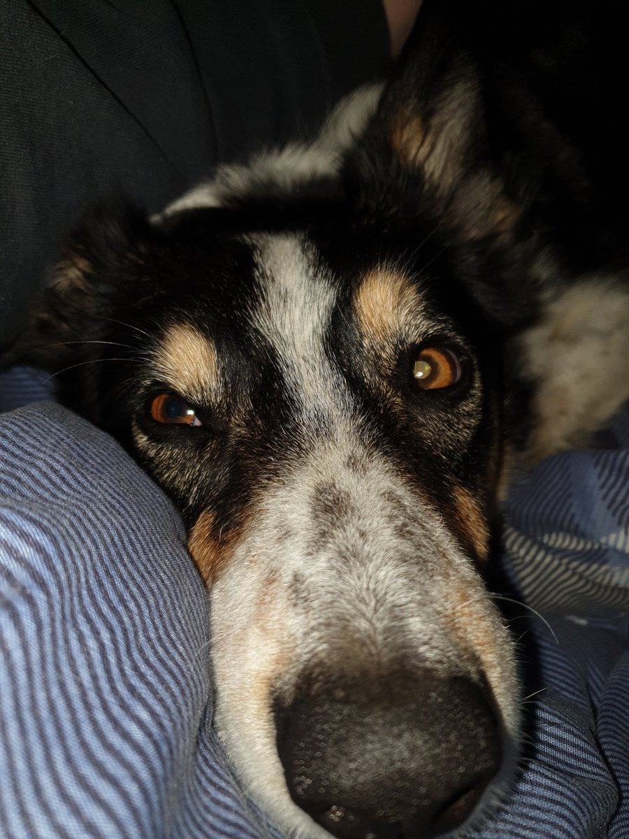 Friedelsslave's tweet photo. This one cuddling up to me right now tells me I can get through lockdown. The other one is upstairs pissed I have been around most the day! #dogsvcats https://t.co/h1FyBsONgl