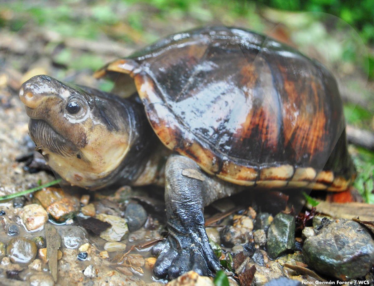 WCSColombia's tweet photo. 🐢 Some turtles have not yet been seen, but researchers are certain that they exist in 'El Encanto de los Manglares del Bajo Baudó'. One is Kinosternon dunni or Dunn’s mud turtle, that only lives in Colombia (endemic) 👉🏻 https://t.co/57pmJMl3dZ
#EspecialBajoBaudó
#Concosta https://t.co/CyCHAoBWZF