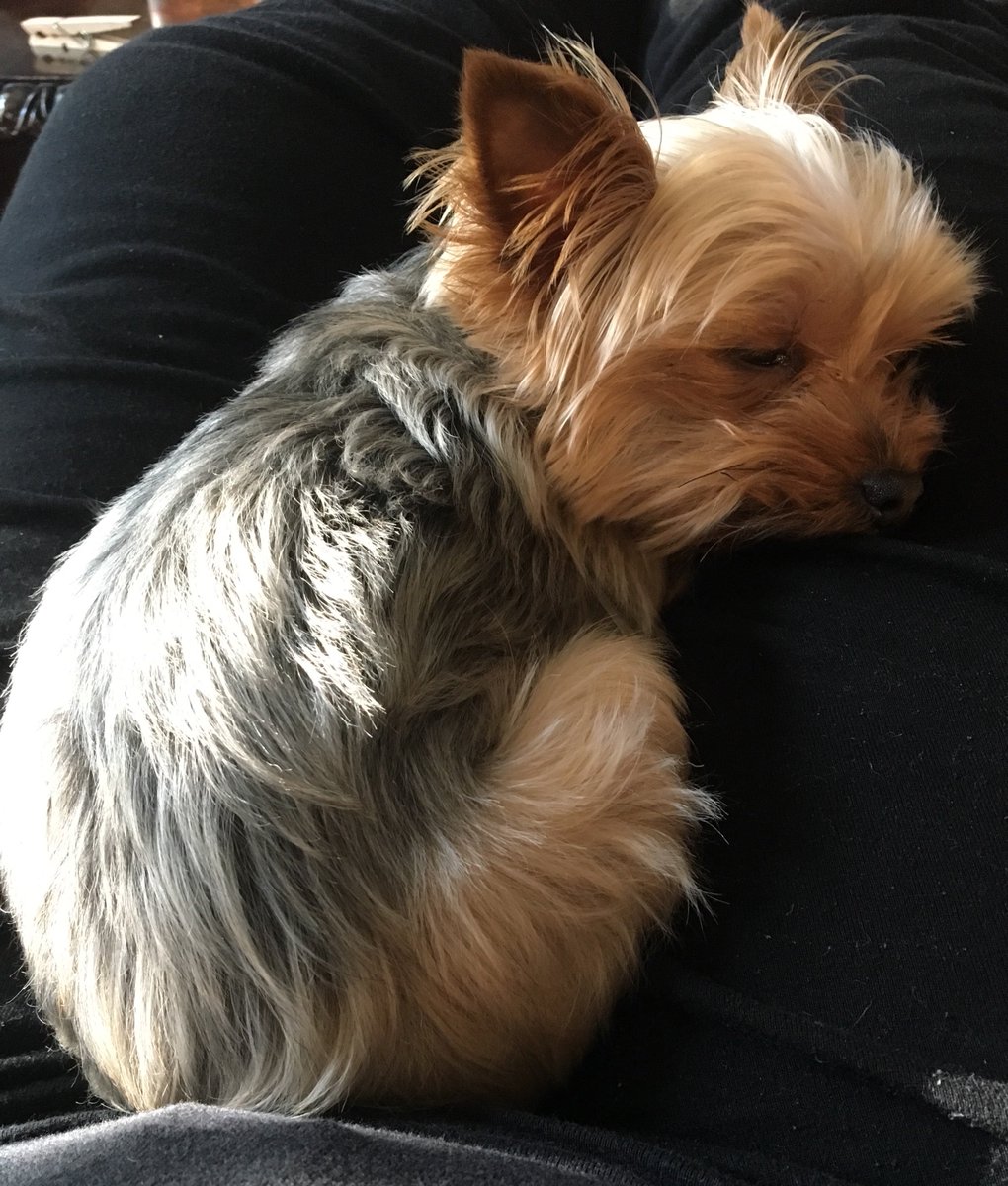 stacia_pratt's tweet photo. #NationalPuppyDay and this is our 2-lb princess #Barkli #Yorkie https://t.co/E8xXKBLvSs