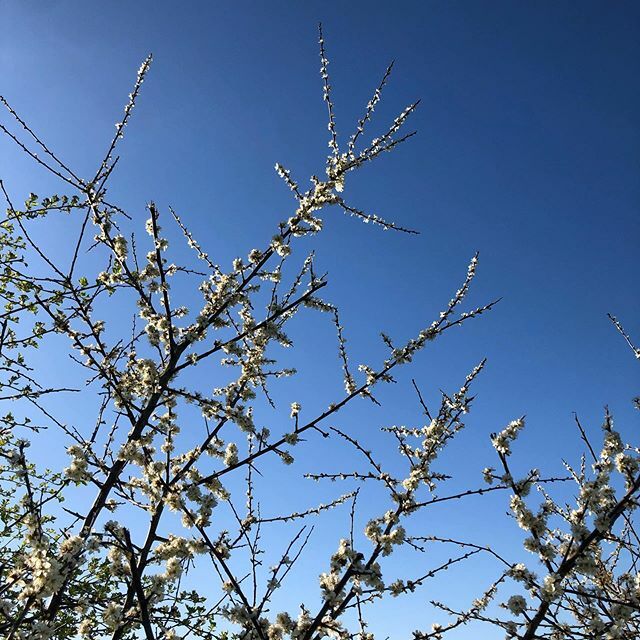 Somersalt tweet media