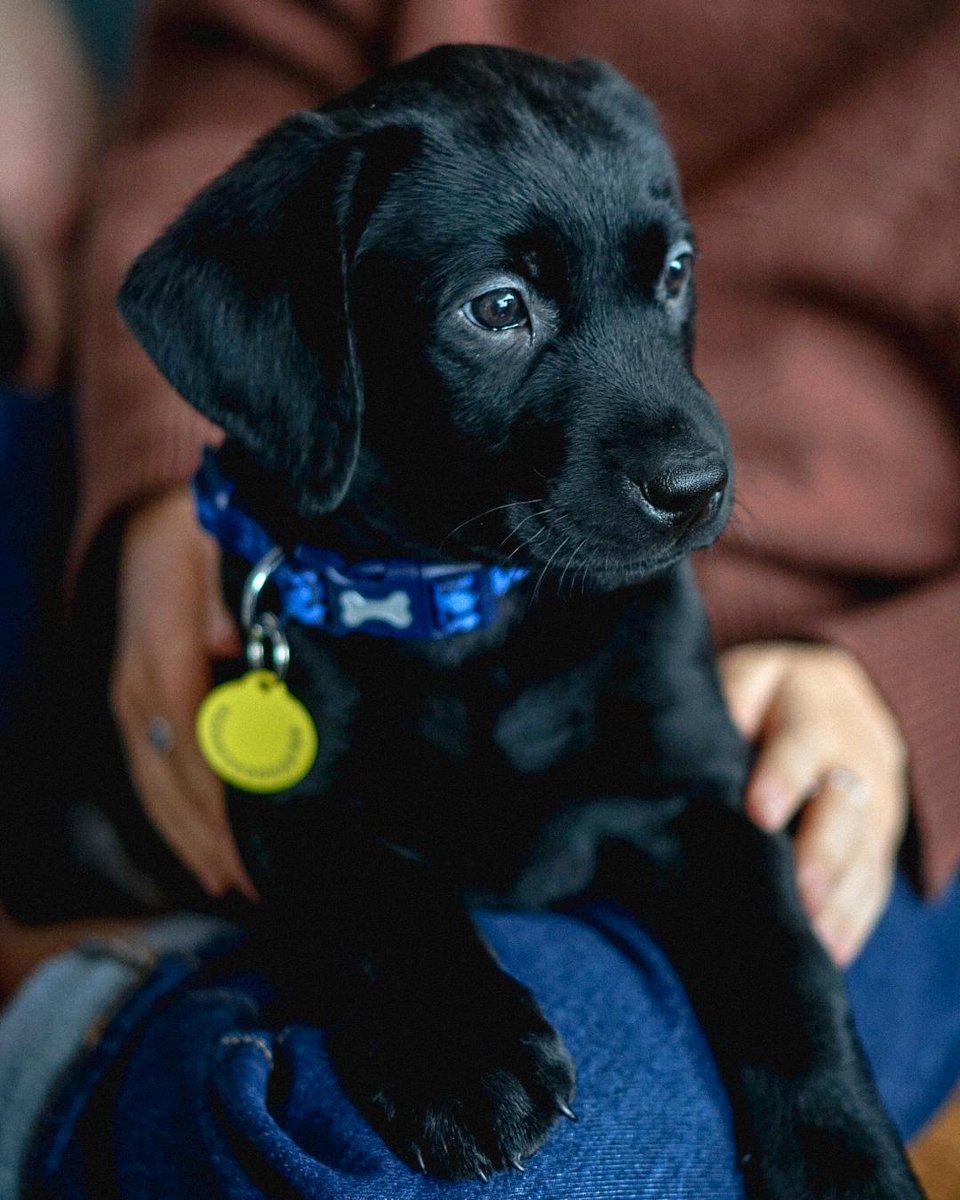 LouiseAWatson's tweet photo. @dog_rates Well isn't this thread just the best. Observe: baby Ridley and not so baby Ridley https://t.co/CTMLYhff5j