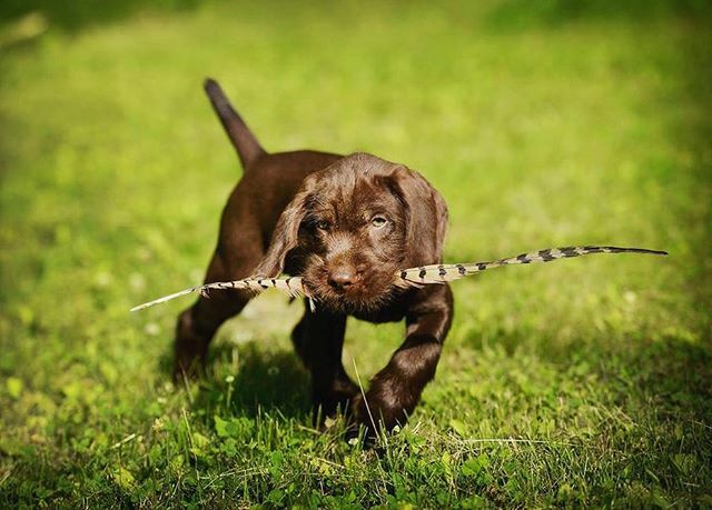 epetersenphoto's tweet photo. Did someone say #nationalpuppyday ?
Seems like a good excuse to dig through old photos of young dogs that bring a smile to my face!
•
•
•
#gusthepudelpointer #puppylove #puppiesofinstagram #dog #pudelpointersofinstagram #pudelpointer #pointingdog #bi… https://t.co/72foqBsAjf https://t.co/haguY6lZGe