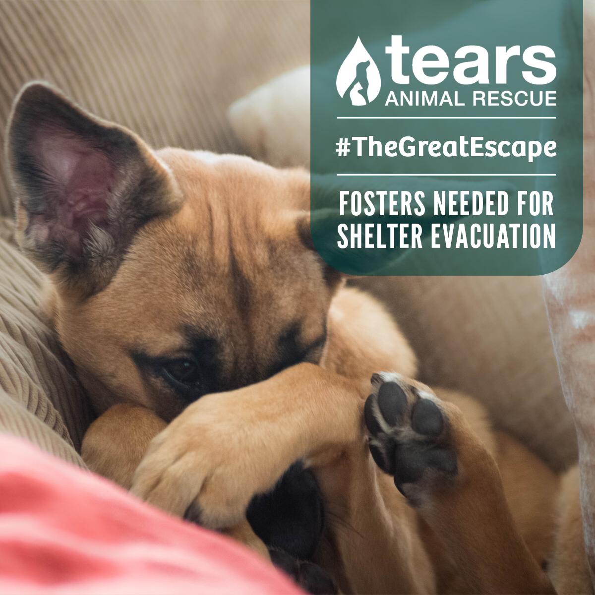 TEARS Animal Rescue on Twitter: TEARS Animal Rescue on Twitter: