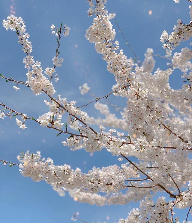 ElevenElevenPR's tweet photo. “If we had no winter, the spring would not be so pleasant: if we did not sometimes taste of adversity, prosperity would not be so welcome."
― Anne Bradstreet

Keeping things light, positive, &amp; in perspective this Monday! Hoping everyone is staying safe a… https://t.co/VyanESJPDU https://t.co/hhEnNR7KJG