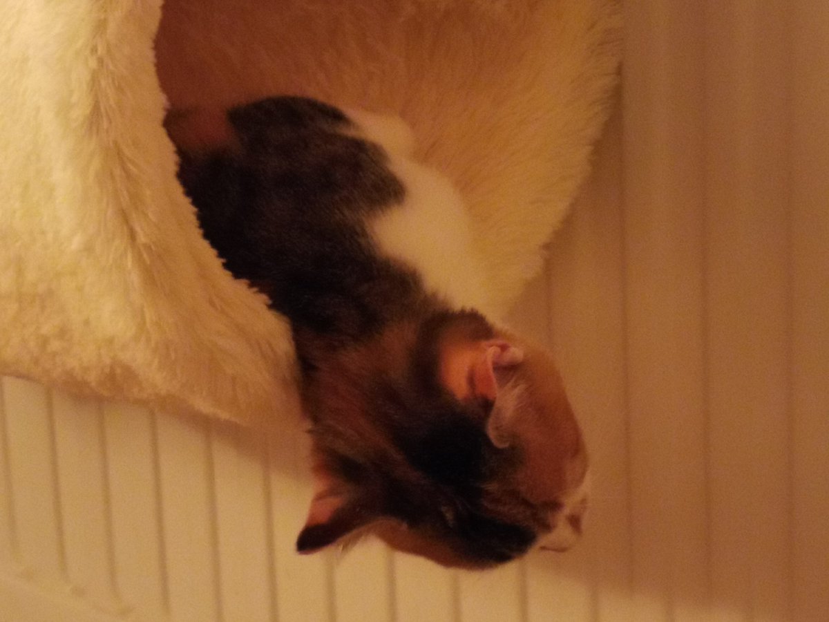 DawnInTheNorth's tweet photo. #sleepykitty #CatsAgainstCovid #catsofinstagram https://t.co/gjvygr3cM5