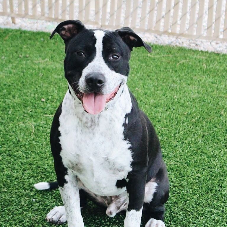 ArizonaCoyotes's tweet photo. You helped get Petra adopted, but 180 dogs at @MCanimalcare still need homes.
Can you help Pierre, Oreo Speedwagon, Guerro and
Fondue? 🐾 #DogsForDogs
Adoptions are now by appointment only: https://t.co/4mbICv3o5S. https://t.co/I0N0IDSoMp