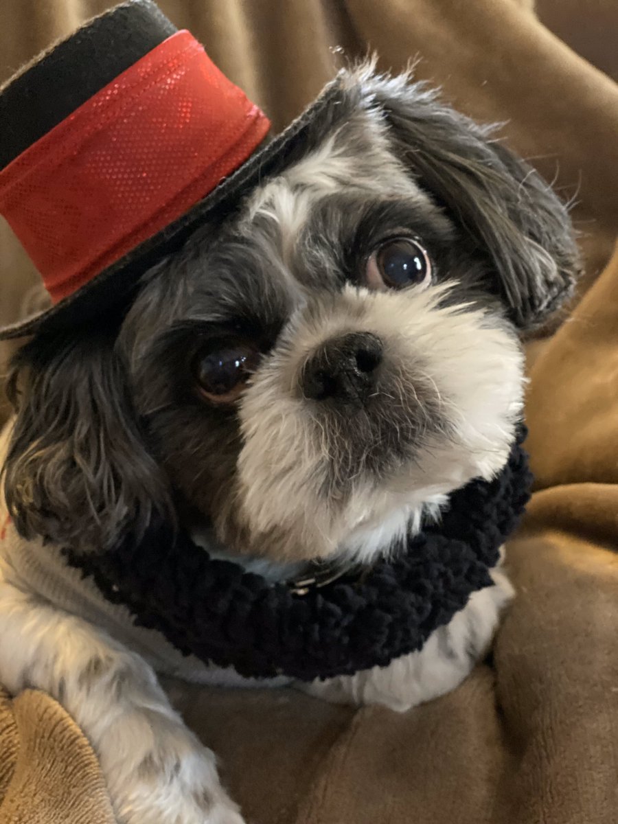 Sandy_Mackey's tweet photo. @DelCoBoardofDD Here’s Baxy 🐾 He thinks he’s a puppy🐾 #NationalPuppyDay #TakeTimeToSmile https://t.co/C3kjZjAn5i
