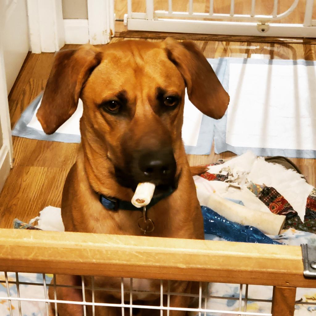 Smacknally's tweet photo. @fox5dc Here is our bundle of joy for #NationalPuppyDay. His name is Reesy and he just turned 1 on March 3rd https://t.co/DJ3hcc1hOf